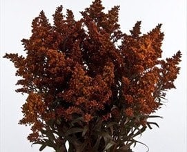 Solidago Orange bella