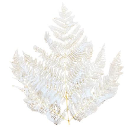 Leather Leaf Dried Bleached hol