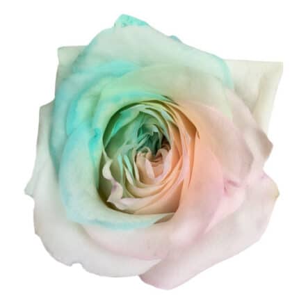 Rose T Candy Scent 50cm florec