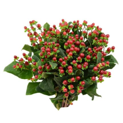Hypericum Red Light Romance 60cm
