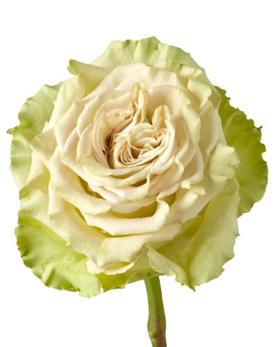 Rose Gdn Matcha florecal