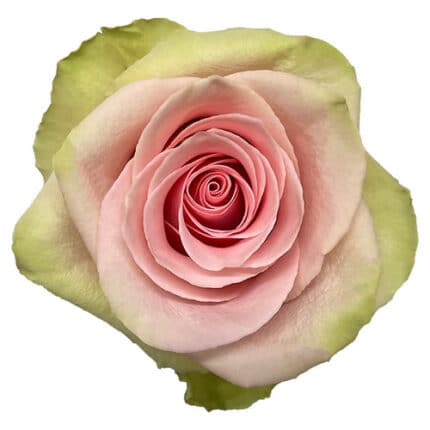 Rose Absolut In Pink 50cm Flor