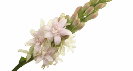 Tuberose Pink Sapphire holl