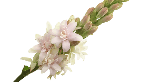 1765576f-daf6-41c2-8e80-79a7bcff59cb.png Tuberose Pink Sapphire holl - Image 1