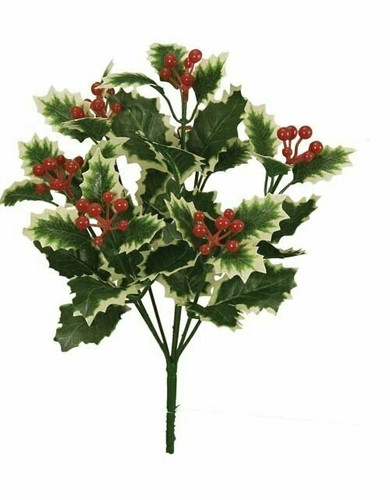 Holly Varigated Bush each