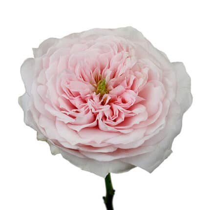 Rose Senlitsu Wabara holex(12s