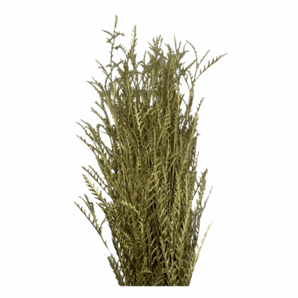 Grevillea Gold Mellano
