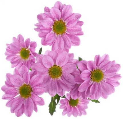 Pom Daisy Kintaro sole