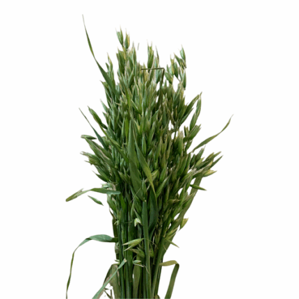 Grass Oats camflor