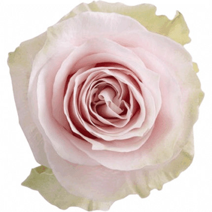 Rose PinkMondial 60cm priv col