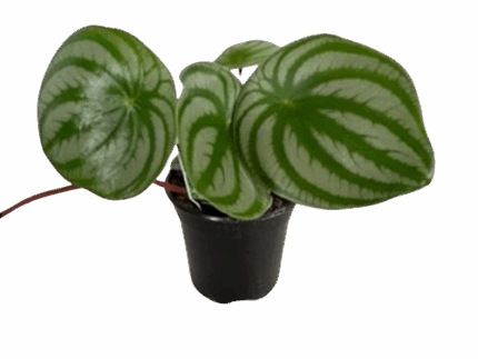 4" Watermelon Peperomia