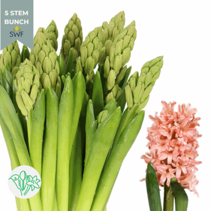 HYACINTH peach  holl