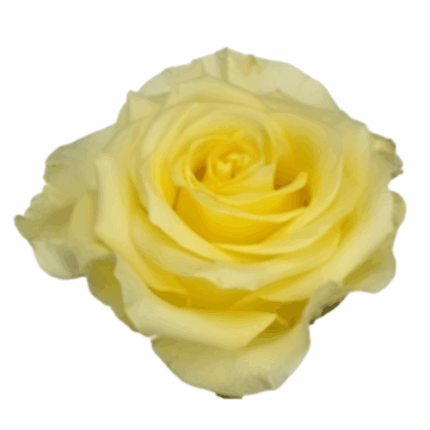 Rose Bella Donna 50cm fresca