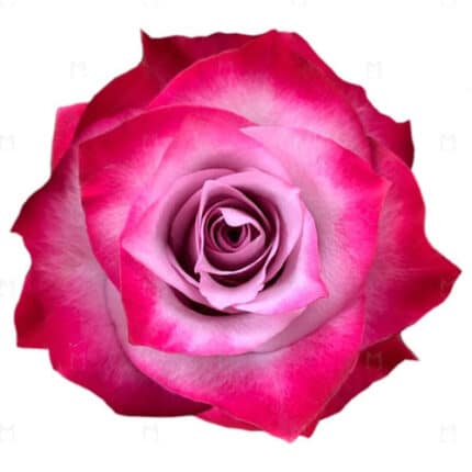 Rose DeepPurple 50cm rfi