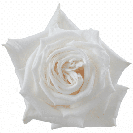 Rose PlayaBlanca 70cm toscana