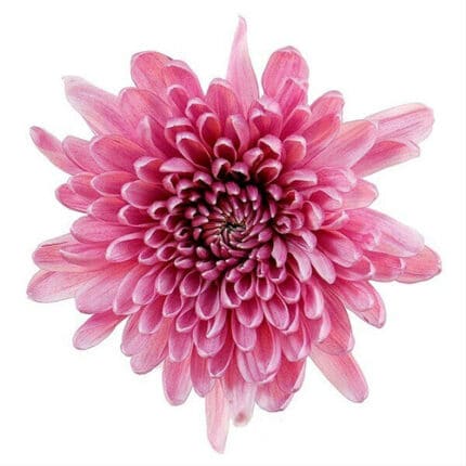Mum Cremon Pink trilogy