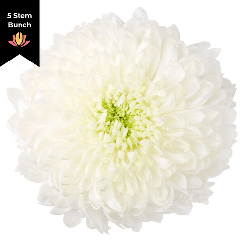 18024700-0be5-43eb-b0c3-da0506f79e1d.png Mum Disbud Magnum gdns(5st) - Image 1