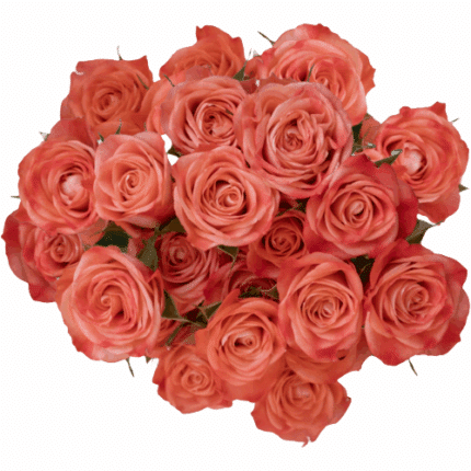 Rosespray Fibonacci Sprial Tes