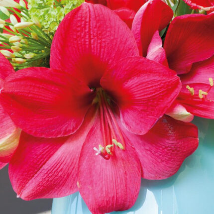 AMARYLLIS ht pink holl