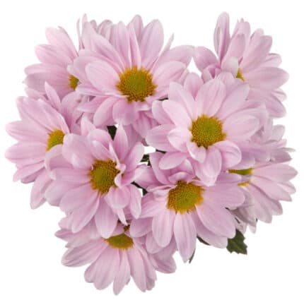 Pom Daisy Pink  gdn