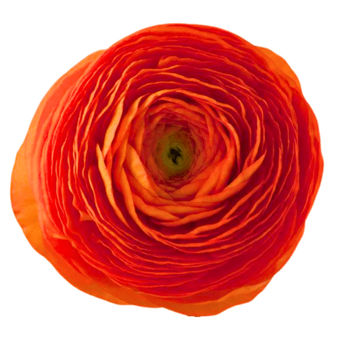 182a6472-2754-4cde-a66e-81b7f2fc5d0e.png Ranunculus Org tessa - Image 1