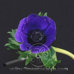 Anemonie purple japanese