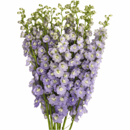 Delph Hybrid Lavender 90cm val
