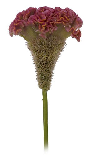 Coxcomb Pink mccreights