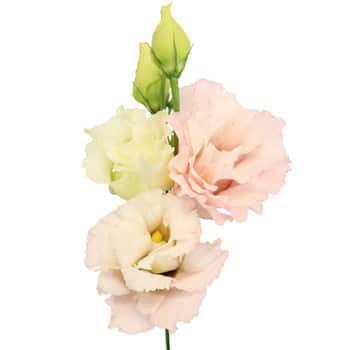 Lisianthus Peach Rio ss