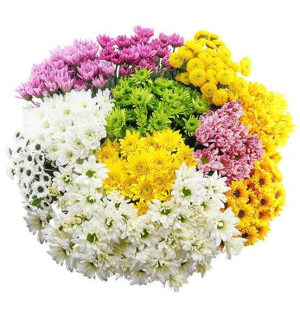 Pom Cdn Easter Eggs(12case)gdn
