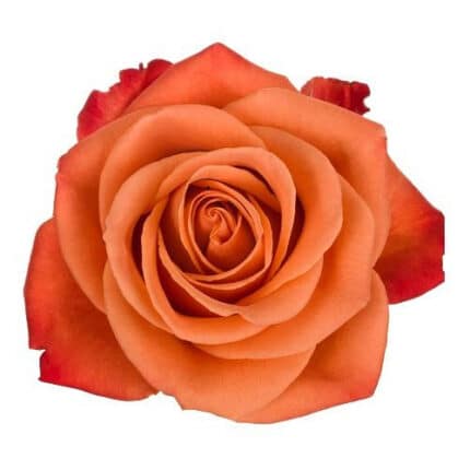 Roses OrgCrush 70cm rprima