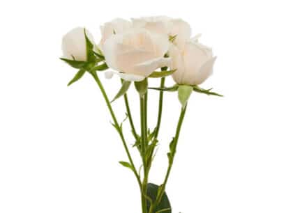 RoseSpray White Maj fresca - SR WHITE MAJ FRESCA