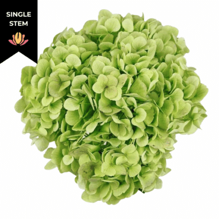 Hydrangea SageGreen Jumbo fres