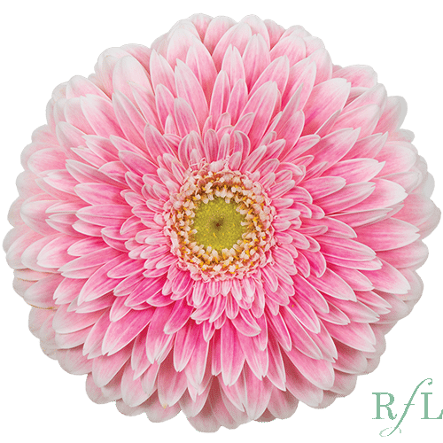 185a0c9d-15dd-499c-a98c-951c96461d8d.png Gerber Pom Power Ball can - Image 1