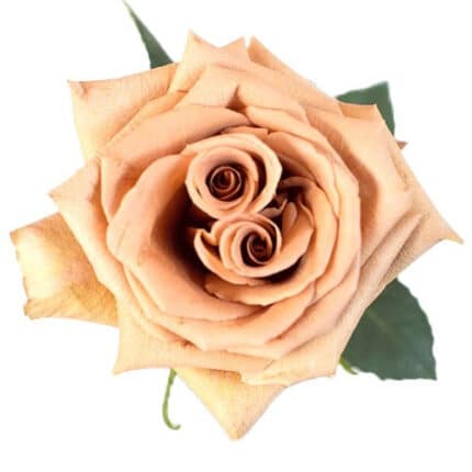 Rose Toffee holl
