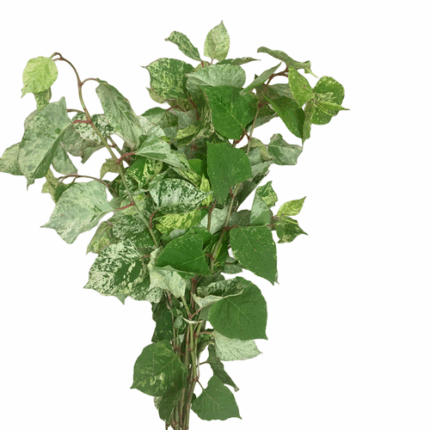 Avalanche Foliage cramer