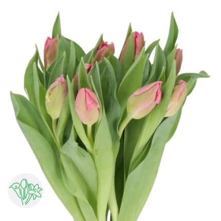 Tulip Parrot Dusty Rose holl