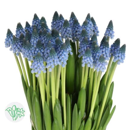 Muscari Blue holl