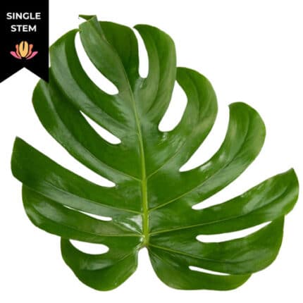 Monstera Large national(STEM)