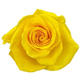 Rose Ibiza 50cm rprima