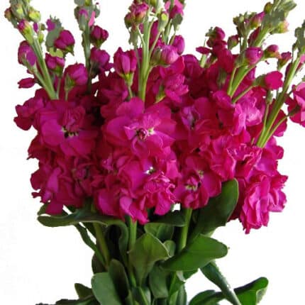 Stock Hot Pink misty