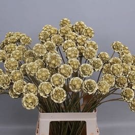 Scabiosa Pods Gold holl