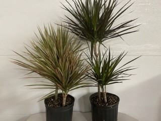 8" POTTED MARGINATA