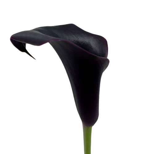 18c649f8-4451-42a7-8837-1c15a2ba3711.jpg Calla Dark Star allure - Image 1