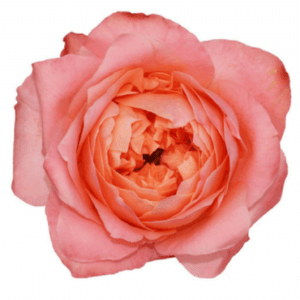 Rose Dragonfly 50cm trilogy