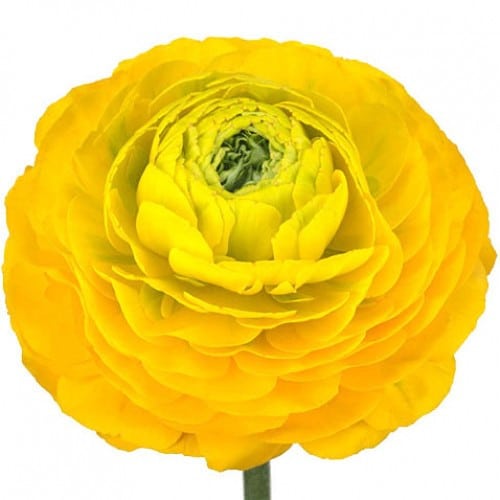 18cd5665-31d3-4d0c-b51a-f8372bd0fcc6.jpg Ranunculus Pon Luna Yellow chile - Image 1