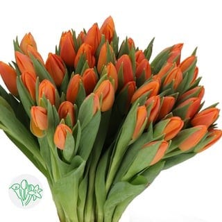 Tulip Orabi holl