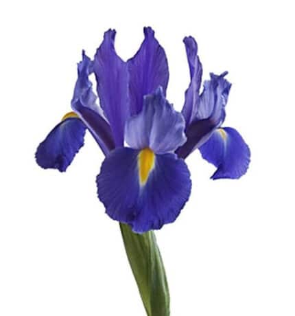 Iris Blue bella