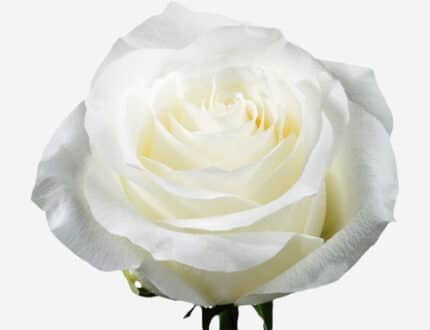 Rose Proud 70cm ecuanros