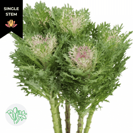 Kale CraneKing holl(STEM)